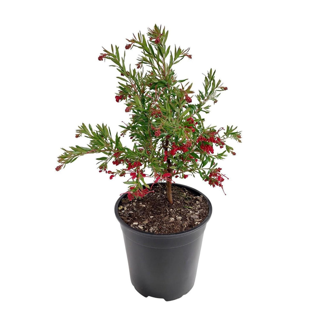 Grevillea Red Clusters - Ladybird Nursery