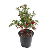 Grevillea Red Clusters - Ladybird Nursery