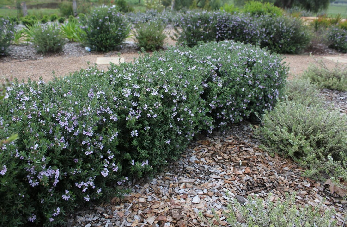 Coastal Rosemary NARINGA™ (Westringia hyb.)