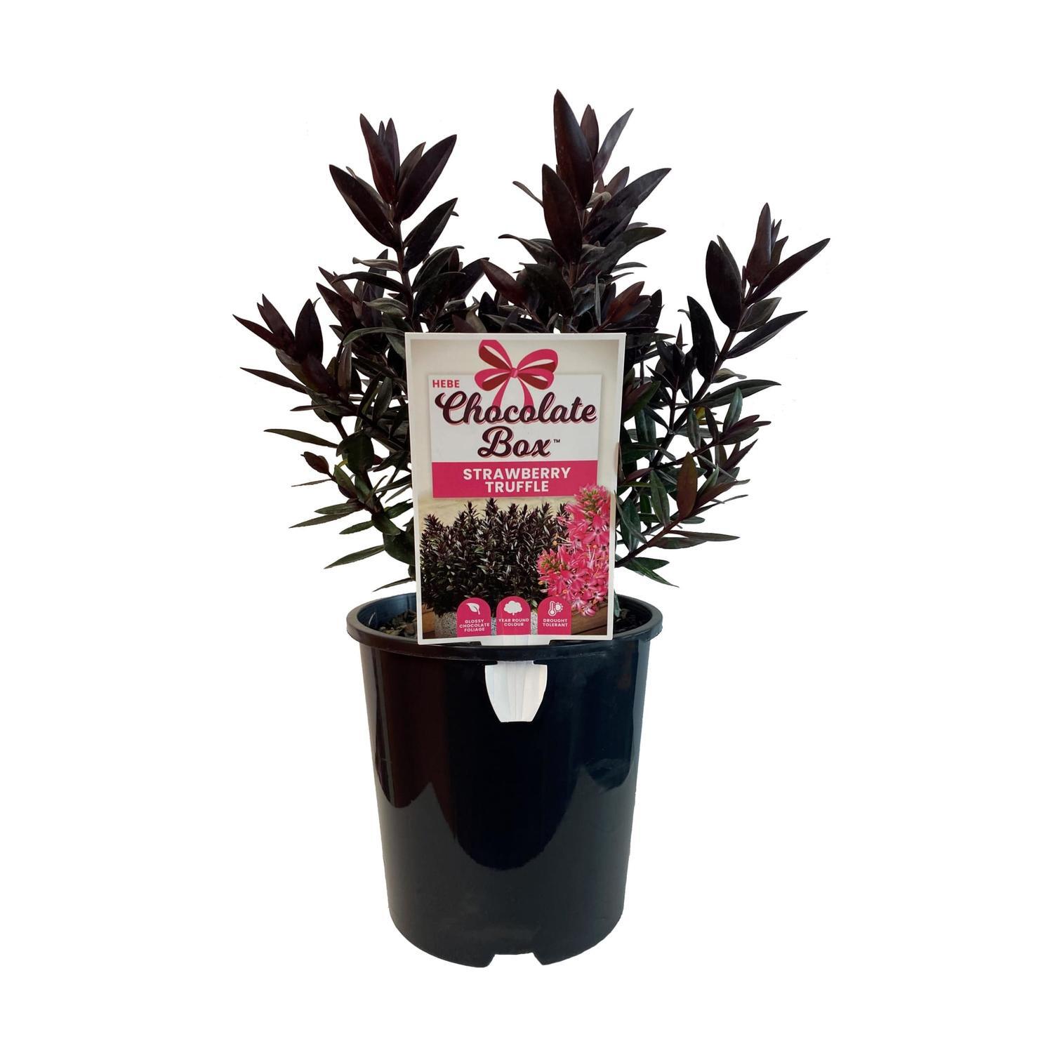Hebe Chocolate Box Strawberry Truffle