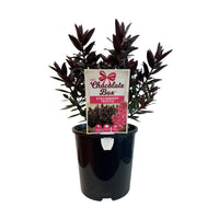 Hebe Chocolate Box Strawberry Truffle - Ladybird Nursery