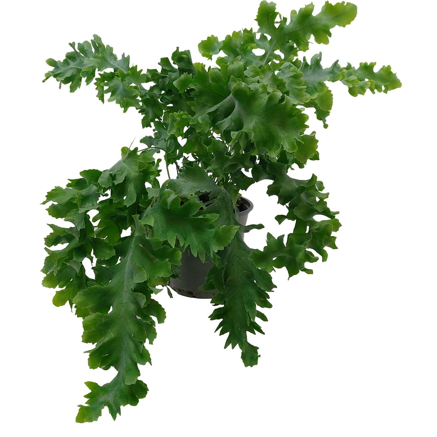 Blue Star Fern Davana (Phlebodium aureum)