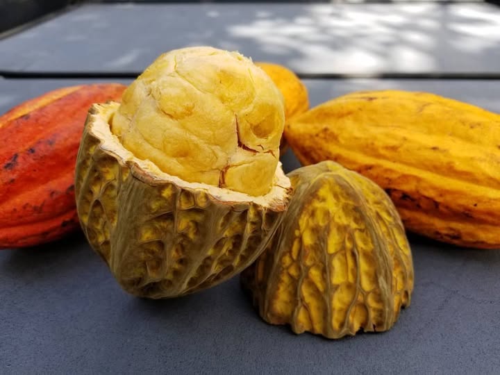 Mocambo (Theobroma bicolor)