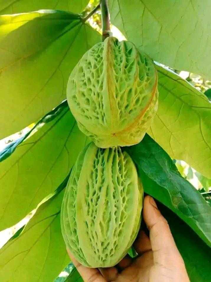 Mocambo (Theobroma bicolor)