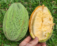 Mocambo (Theobroma bicolor)