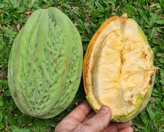 Mocambo (Theobroma bicolor)