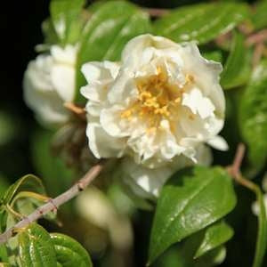 Mock Orange Flore Plena (Philadelphus mexicanus)