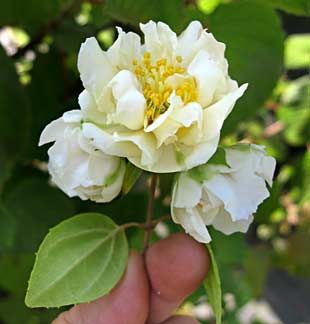 Mock Orange Flore Plena (Philadelphus mexicanus)