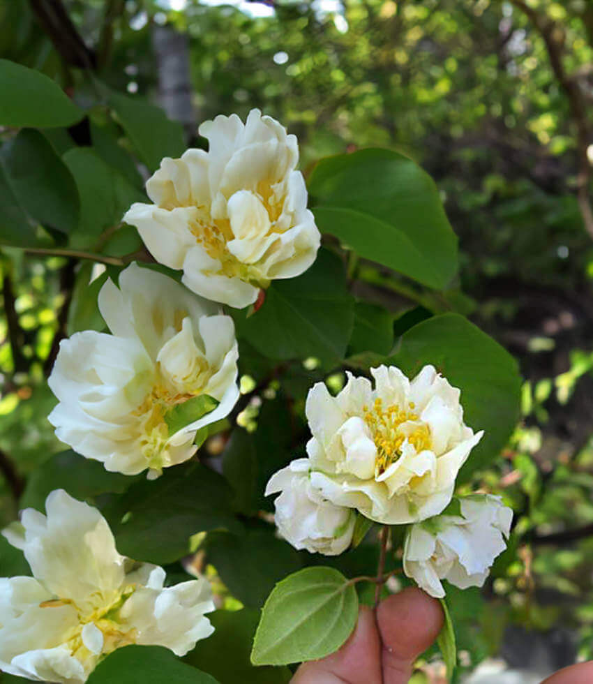 Mock Orange Flore Plena (Philadelphus mexicanus)
