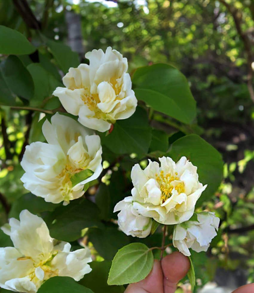 Mock Orange Flore Plena (Philadelphus mexicanus) - Ladybird Nursery