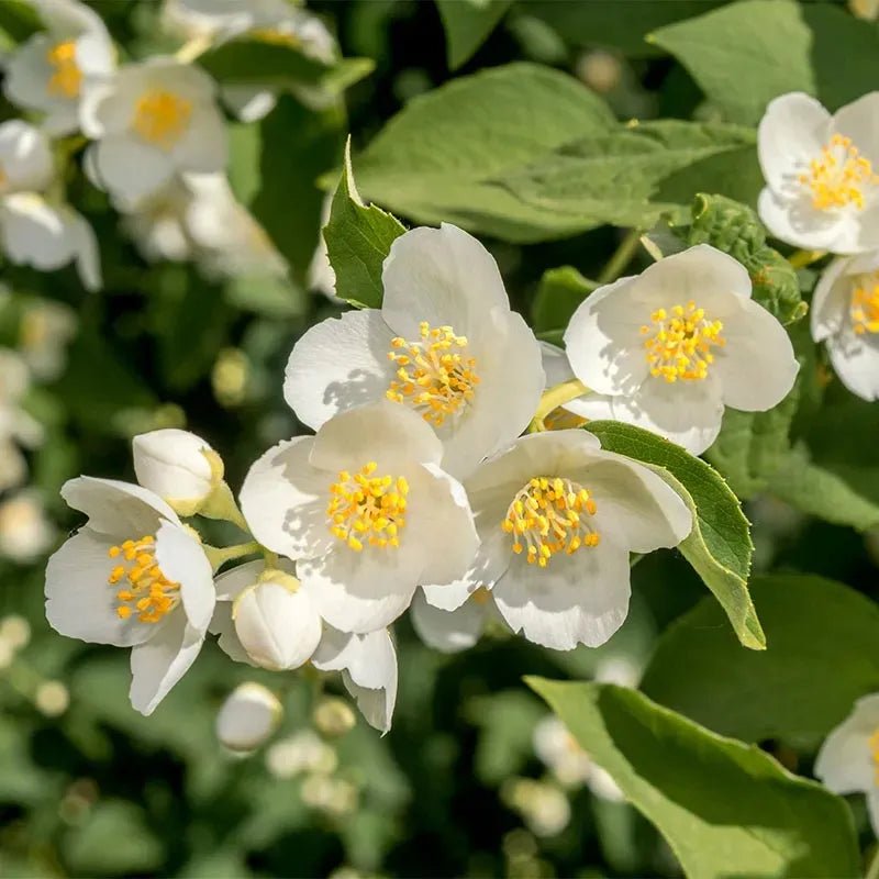Mock Orange Flore Plena (Philadelphus mexicanus) - Ladybird Nursery