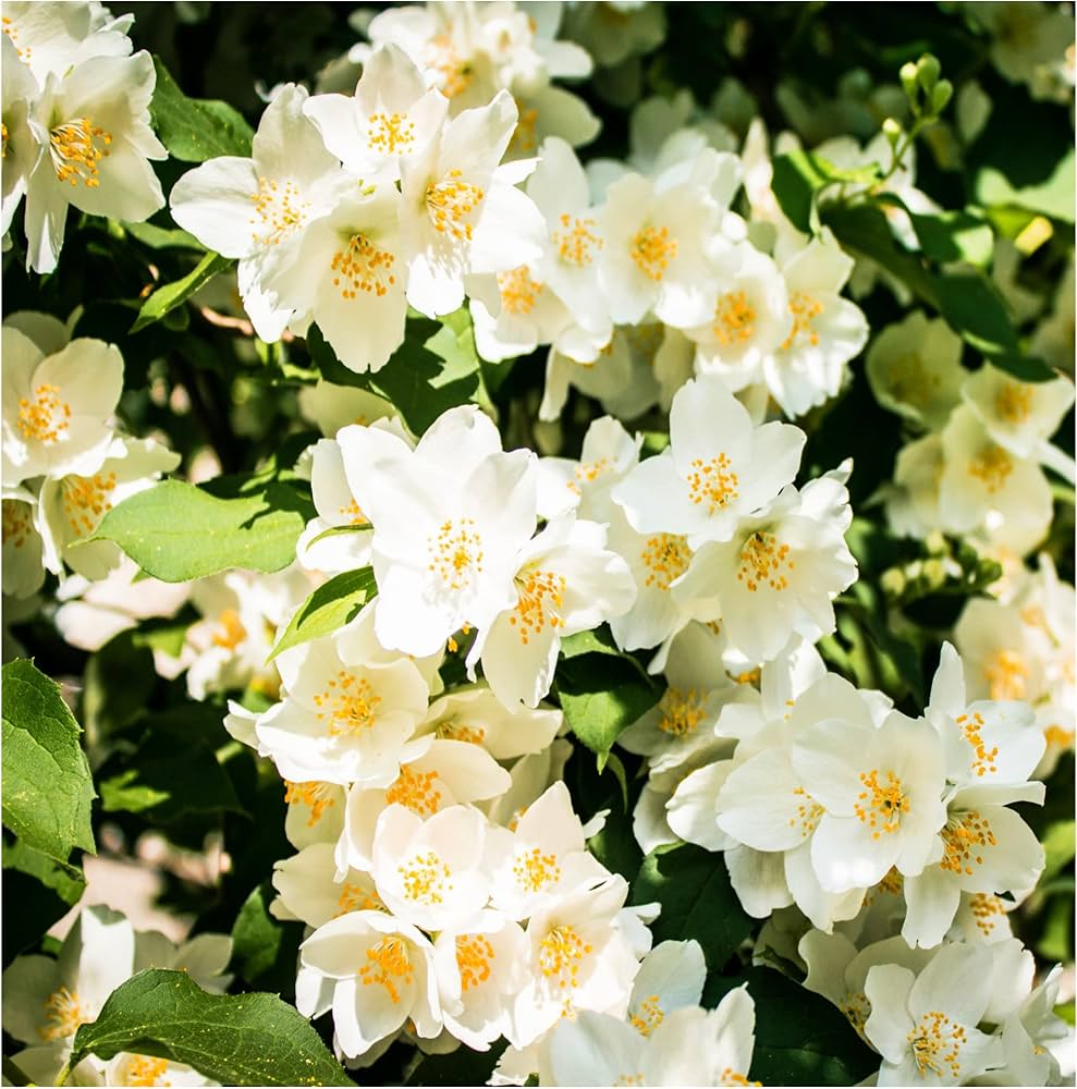 Mock Orange Flore Plena (Philadelphus mexicanus) - Ladybird Nursery