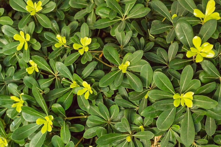 Mock Orange Miss Muffett (Pittosporum)