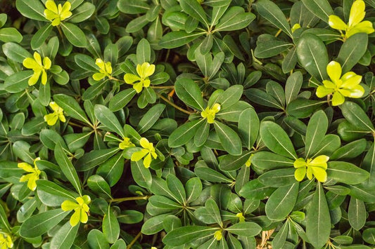 Mock Orange Miss Muffett (Pittosporum)