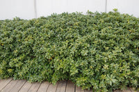 Mock Orange Miss Muffett (Pittosporum) - Ladybird Nursery