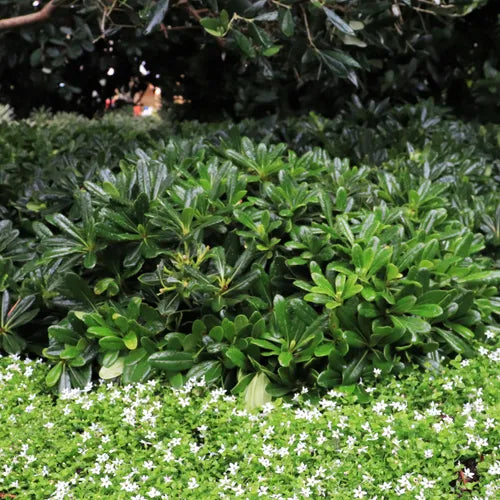 Mock Orange Miss Muffett (Pittosporum)