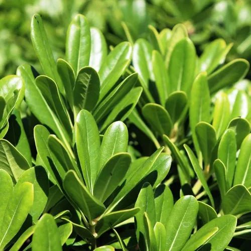 Mock Orange Miss Muffett (Pittosporum) - Ladybird Nursery