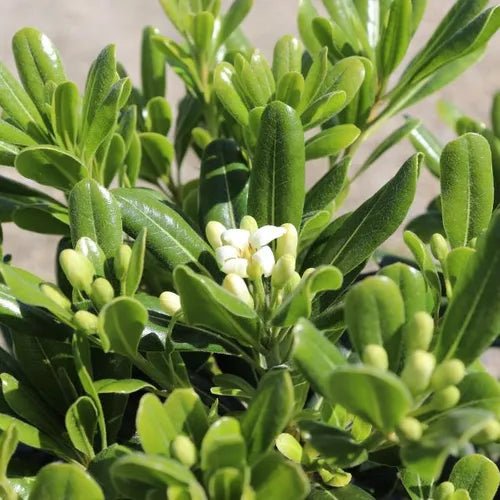Mock Orange Miss Muffett (Pittosporum) - Ladybird Nursery