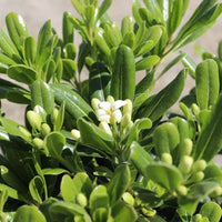 Mock Orange Miss Muffett (Pittosporum)