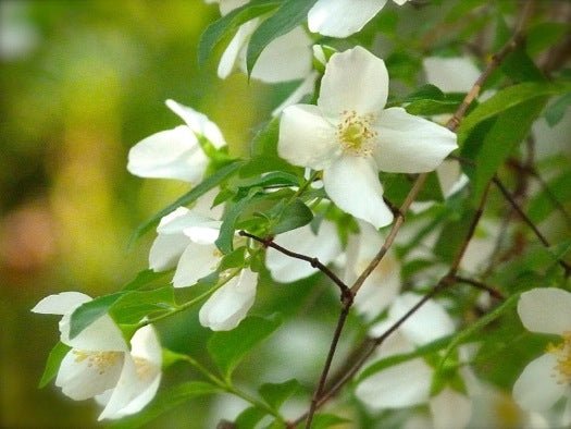 Mock Orange (Philadelphus mexicanus) - Ladybird Nursery