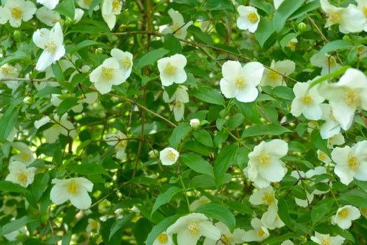 Mock Orange (Philadelphus mexicanus) - Ladybird Nursery
