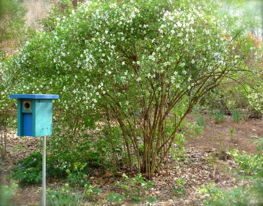 Mock Orange (Philadelphus mexicanus)