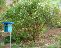 Mock Orange (Philadelphus mexicanus) - Ladybird Nursery