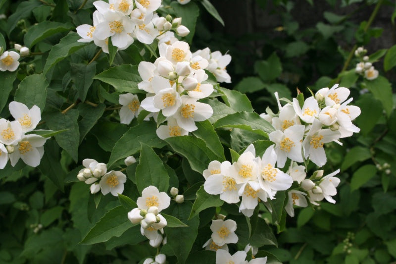 Mock Orange (Philadelphus mexicanus)