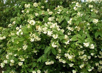 Mock Orange (Philadelphus mexicanus)