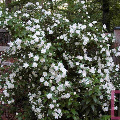 Mock Orange Virginal (Philadelphus virginalis)