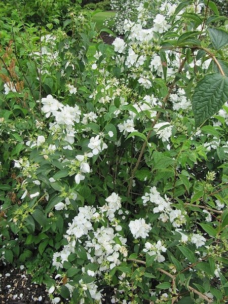 Mock Orange Virginal (Philadelphus virginalis) - Ladybird Nursery
