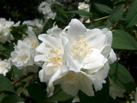 Mock Orange Virginal (Philadelphus virginalis)