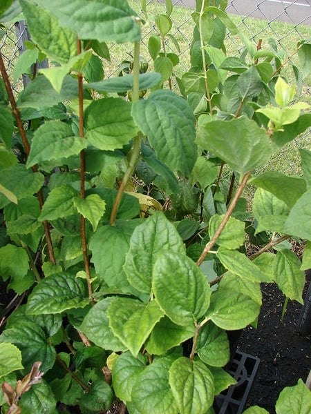 Mock Orange Virginal (Philadelphus virginalis)