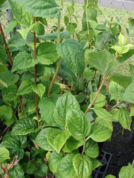 Mock Orange Virginal (Philadelphus virginalis) - Ladybird Nursery