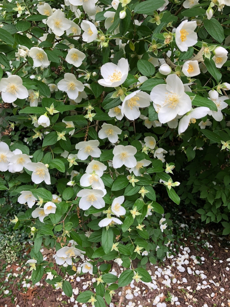 Mock Orange Virginal (Philadelphus virginalis)