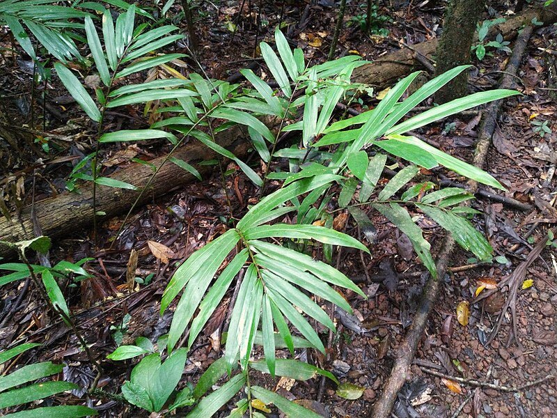 Modest Ginger (Alpinia modesta) - Ladybird Nursery