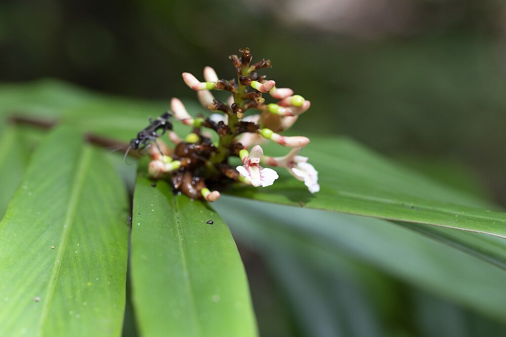 Modest Ginger (Alpinia modesta) - Ladybird Nursery