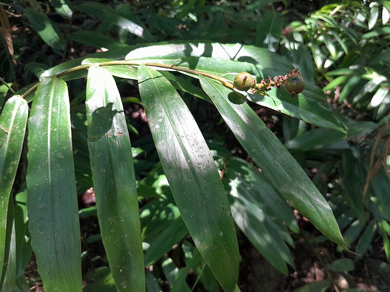 Modest Ginger (Alpinia modesta)