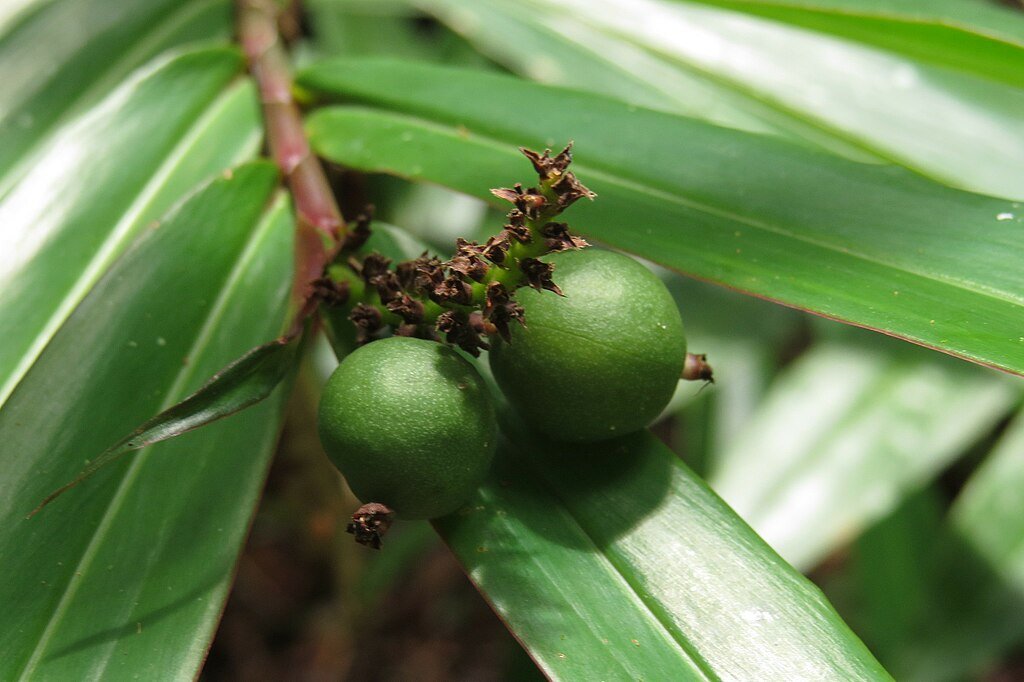 Modest Ginger (Alpinia modesta) - Ladybird Nursery