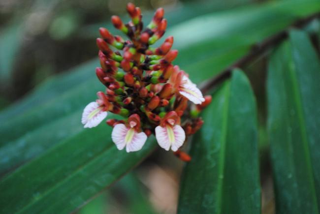Modest Ginger (Alpinia modesta) - Ladybird Nursery