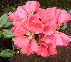 Rhododendron Molly Ann - Ladybird Nursery