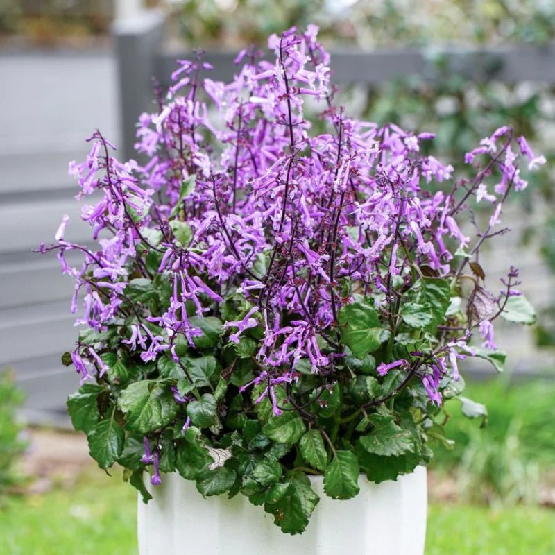Mona Lavender Mona Amethyst (Plectranthus) - Ladybird Nursery