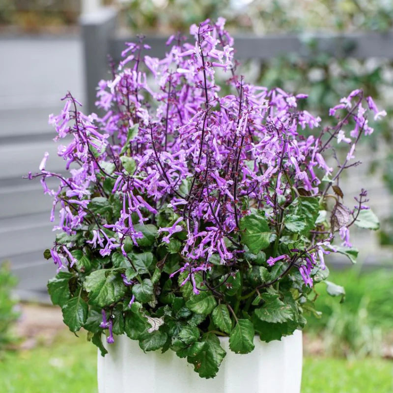 Mona Lavender Mona Amethyst (Plectranthus)
