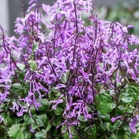 Mona Lavender Mona Amethyst (Plectranthus) - Ladybird Nursery