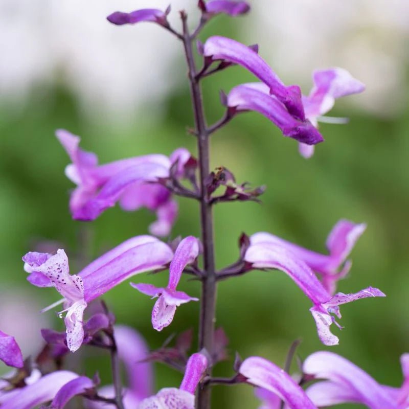 Mona Lavender Mona Amethyst (Plectranthus) - Ladybird Nursery