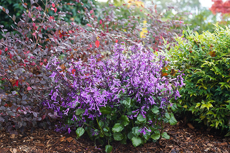 Mona Lavender Mona Amethyst (Plectranthus)