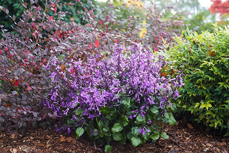 Mona Lavender Mona Amethyst (Plectranthus) - Ladybird Nursery