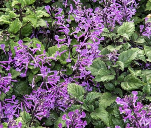 Mona Lavender Mona Amethyst (Plectranthus)