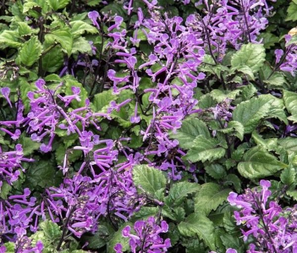 Mona Lavender Mona Amethyst (Plectranthus) - Ladybird Nursery