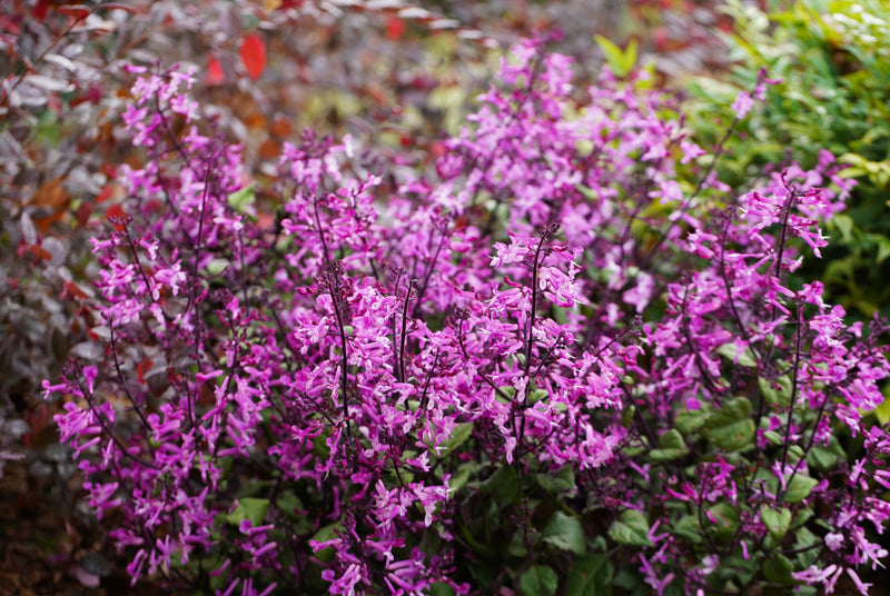 Mona Lavender Mona Pink (Plectranthus)